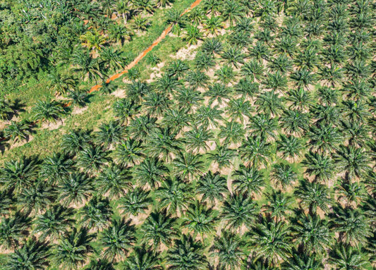 Why palm oil is bad for you and the environment.