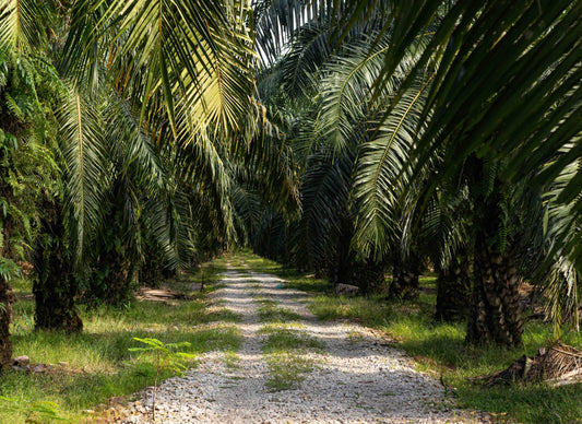 Photo of palm oil plantation, which is used in soap.